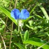 佐渡　日は夏、風は秋