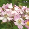 全国唯一の群生地・錦町のツクシイバラが見ごろ【熊本】    