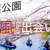 桜風『出会い』千葉公園 日本 DJI Japan Cherry Blossoms ①