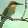 Chestnut-headed Bee-eater チャガシラハチクイ (インドの鳥その131)