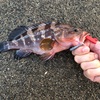 島で根魚釣り〜キジハタ・カサゴ・アナハゼ