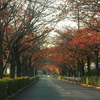 桜の花のトンネルが今は紅葉のトンネルへ