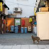 近隣繁華街のねこさん