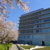 桜と紀の川市役所