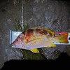 2023年の釣りの振り返りと2024年の目標