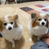 ちゃんと仲が良かったモアデコちゃん