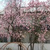 満開の桜の前で記念撮影！