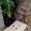 スズメバチの駆除
