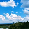 福寿台の八重桜