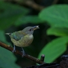 Golden-collared Honeycreeper ハシナガフウキンチョウ