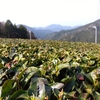 今年の一番茶はどうなるか　季節外れの暖かさに左右されそうです