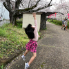 加納の清水川沿いに咲き誇る満開の桜にジャンプする大安