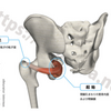 股関節のインナーマッスル、内閉鎖筋の鍛え方。