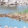 アフリカクロクイナ Black Crake