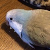 インコと酒～これもまた至福