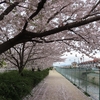 桜吹雪の季節