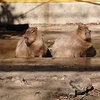 東武動物公園・３