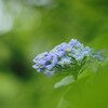 　鎌倉の紫陽花　横須賀しょうぶ園