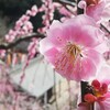 大縣神社　見頃のしだれ梅