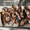 米神漁港（日曜日の釣果）