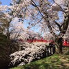 弘前の桜