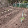 TOMATO食べる事ができるのか