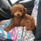 トイプードルの子犬！我が家の愛犬の、お友達くん。