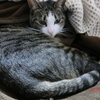 おネコさまカラダ枕。