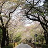 青山霊園の桜｜2024年4月14日の開花状況