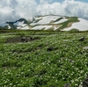 鳥海山ー残雪と花の季節ー