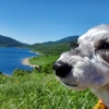 ❝天空の湖 野反湖❞　 　愛犬とおでかけ-群馬県観光🎵 　2021年7月17日⑩