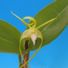 Dendrobium tetragonum f.album