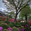 根津神社 ツツジの開花状況(2022年4月16日)