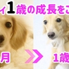 ダックス犬マイティ1歳の成長を振り返る