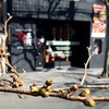 お店の前の桜の状況【木屋町・和牛・焼肉店/京黒桜】