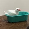 文鳥の水浴び 2