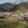 畑ケサカ桜公園（養父市畑(はた)字ケサカ）