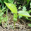 【お山】なた豆を植えた