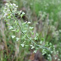 ナズナとは 動植物の人気 最新記事を集めました はてな ナズナとは 動植物の人気 最新記事を集めました はてな