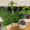 え、今日はただの植物日記