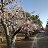 日岡山公園で、桜、みてきた。