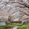 桜満開！