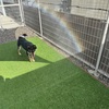 黒柴 🐶 つん