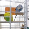 セキセイインコの冬支度
