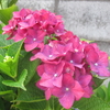 ６月の花紫陽花（あじさい）