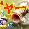 8月12日の動画