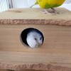 久しぶりに巣箱を見せたら
