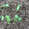 オクラの植え付けと次回の方針について