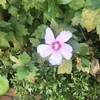 木槿