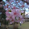 佐倉城址公園の河津桜と梅